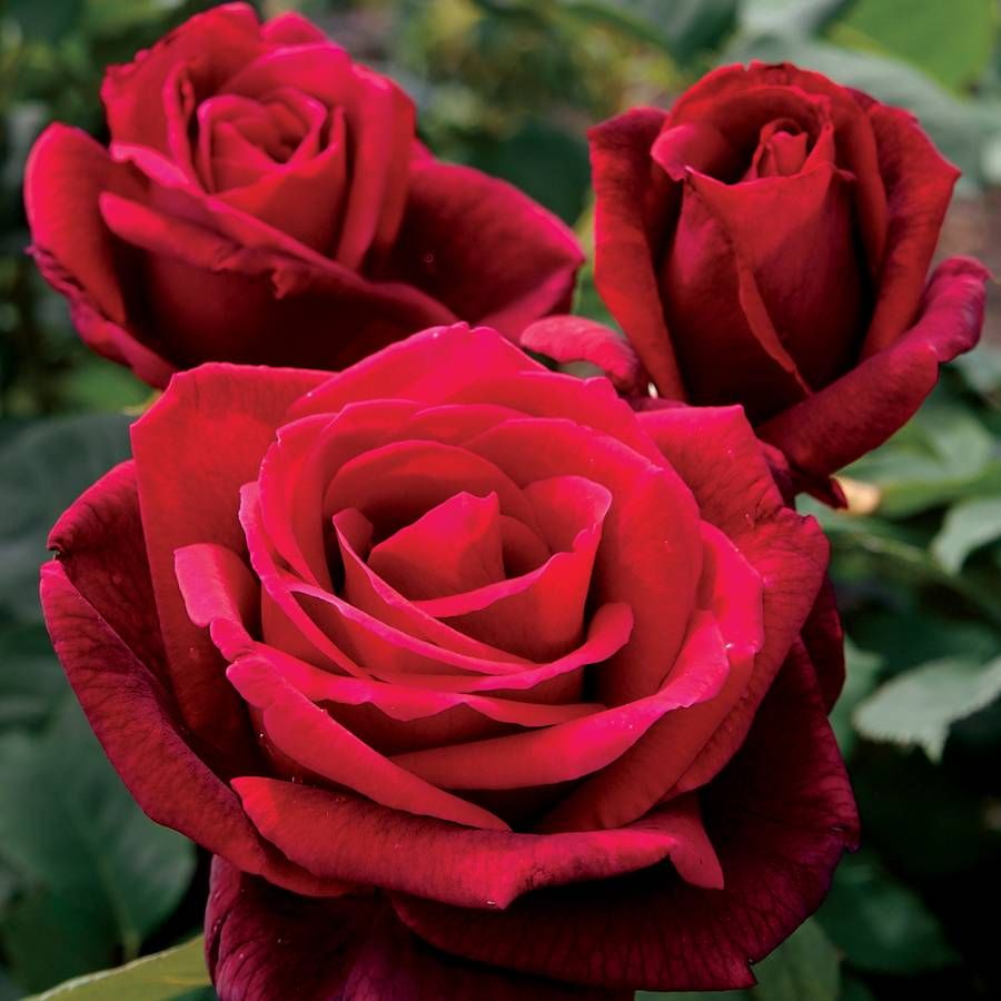 Rosa 'Mr Lincoln' (Mr Lincoln Hybrid Tea Rose)