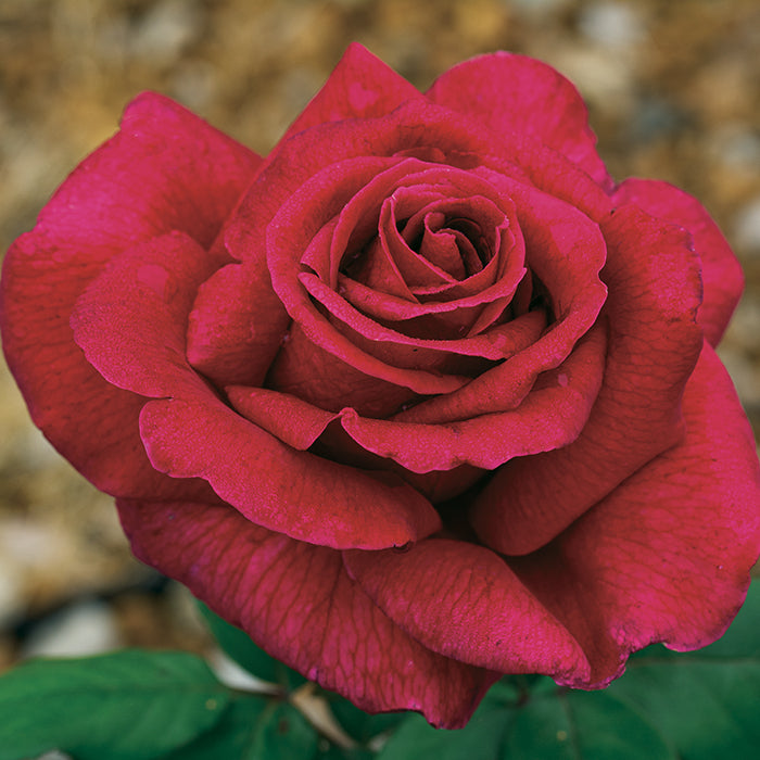 Rosa 'Mr Lincoln' (Mr Lincoln Hybrid Tea Rose)
