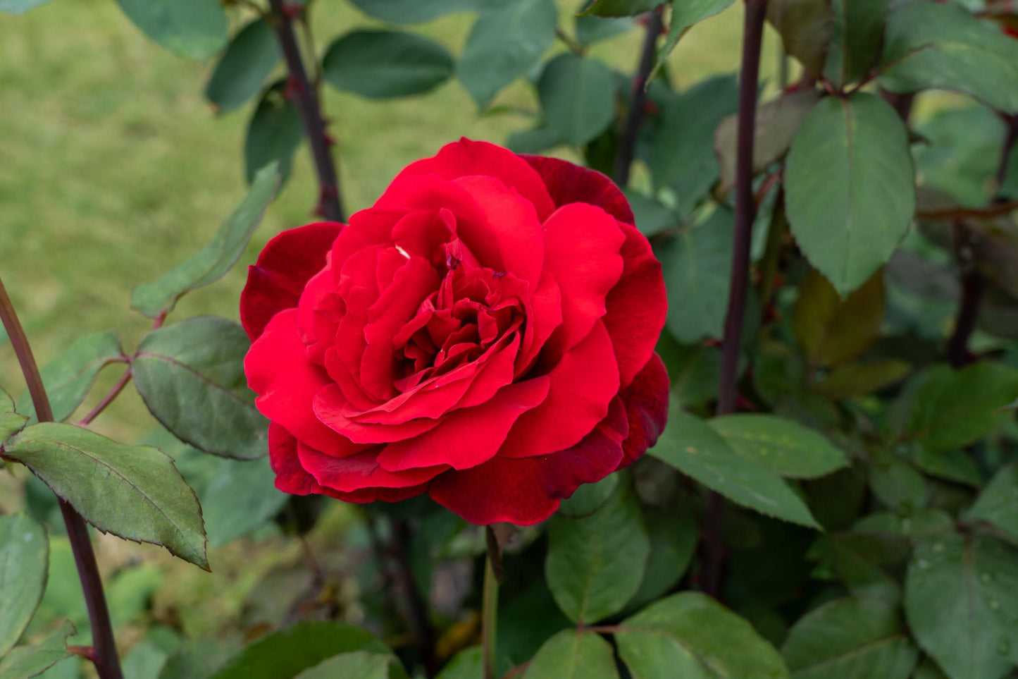 Rosa 'Mr Lincoln' (Mr Lincoln Hybrid Tea Rose)
