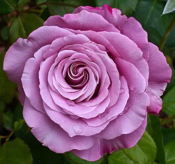 Rosa 'Neptune' (Hybrid Tea Rose)