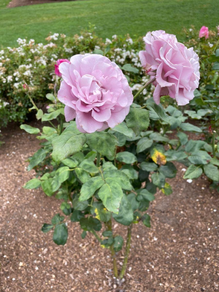 Rosa 'Neptune' (Hybrid Tea Rose)