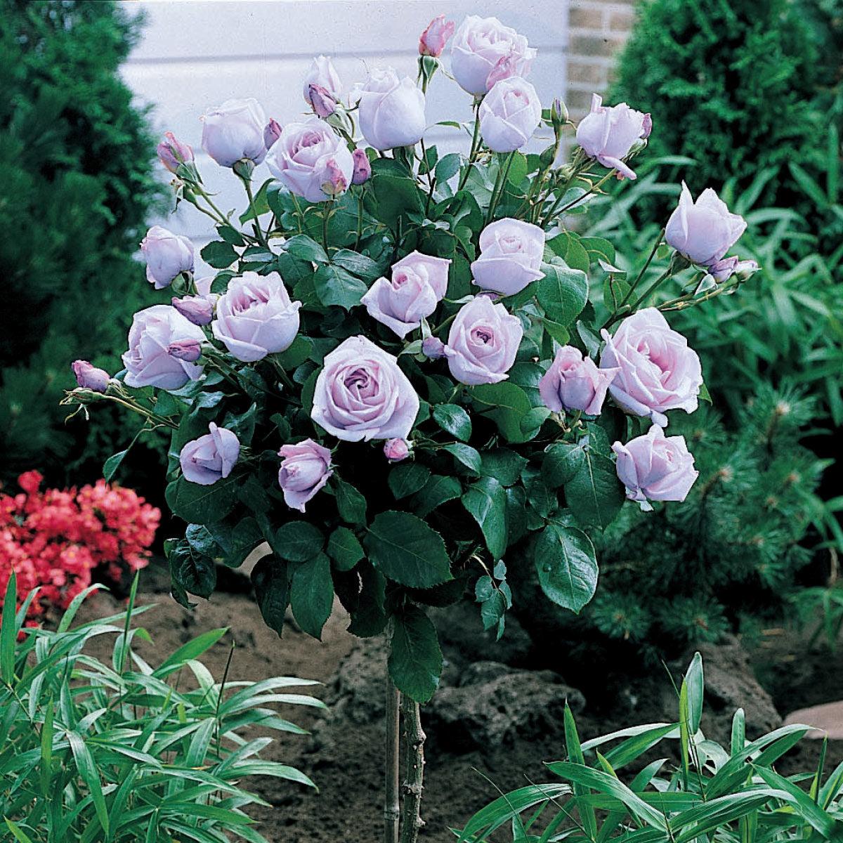 Rosa 'Neptune' (Hybrid Tea Rose)
