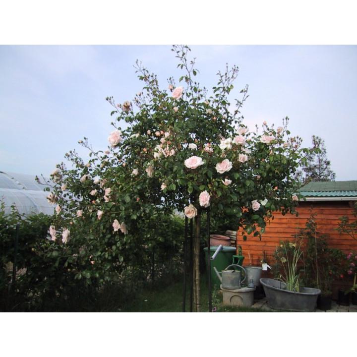 Rosa ‘New Dawn’ (New Dawn Weeping Rose) Standards