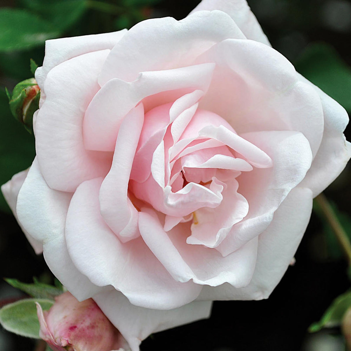 Rosa ‘New Dawn’ (New Dawn Weeping Rose) Standards