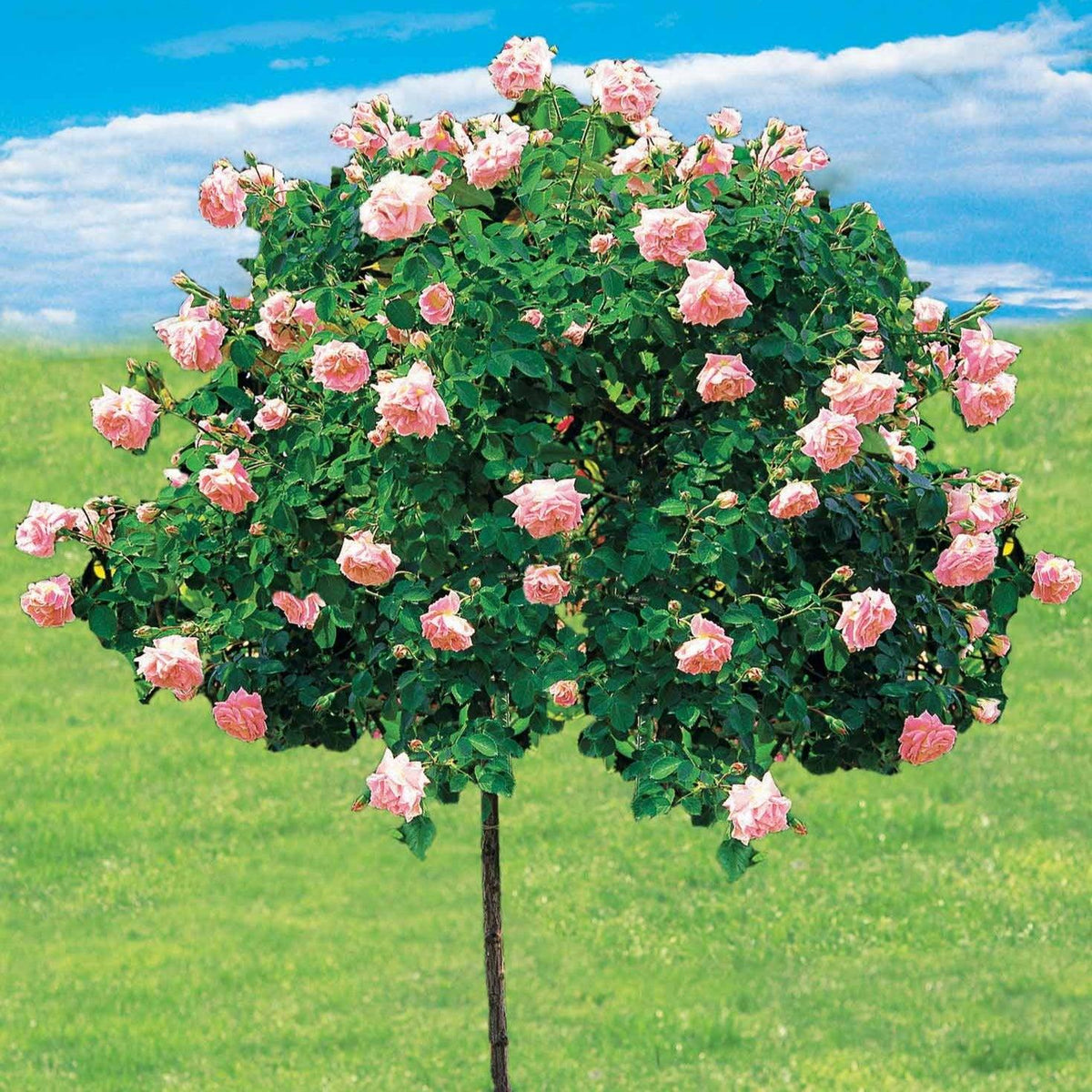 Rosa ‘New Dawn’ (New Dawn Weeping Rose) Standards