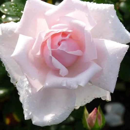Rosa ‘New Dawn’ (New Dawn Weeping Rose) Standards