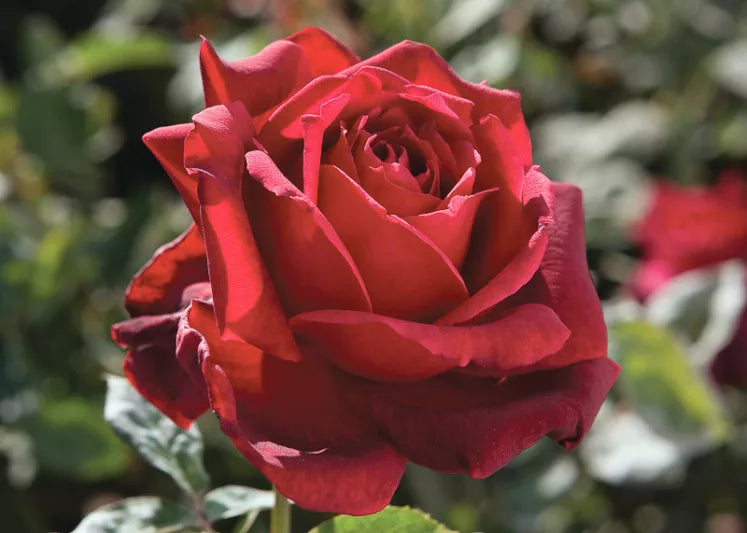 Rosa ‘Oklahoma’ (Hybrid Tea Rose)