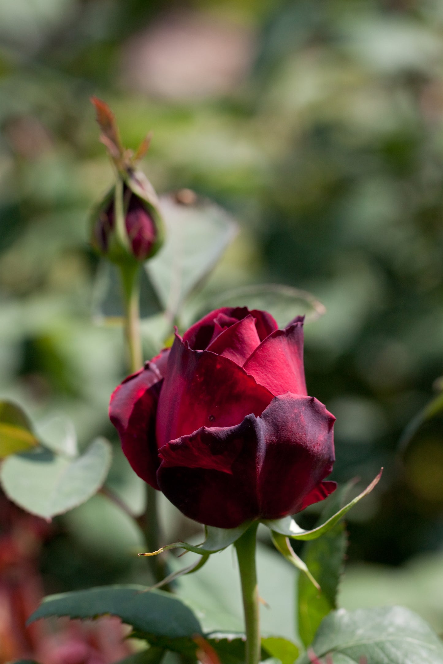 Rosa ‘Oklahoma’ (Hybrid Tea Rose)