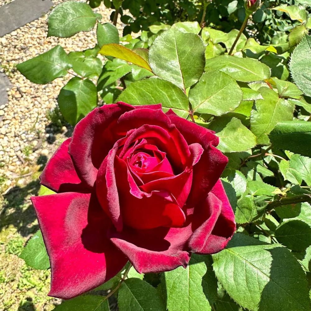 Rosa ‘Oklahoma’ (Hybrid Tea Rose)