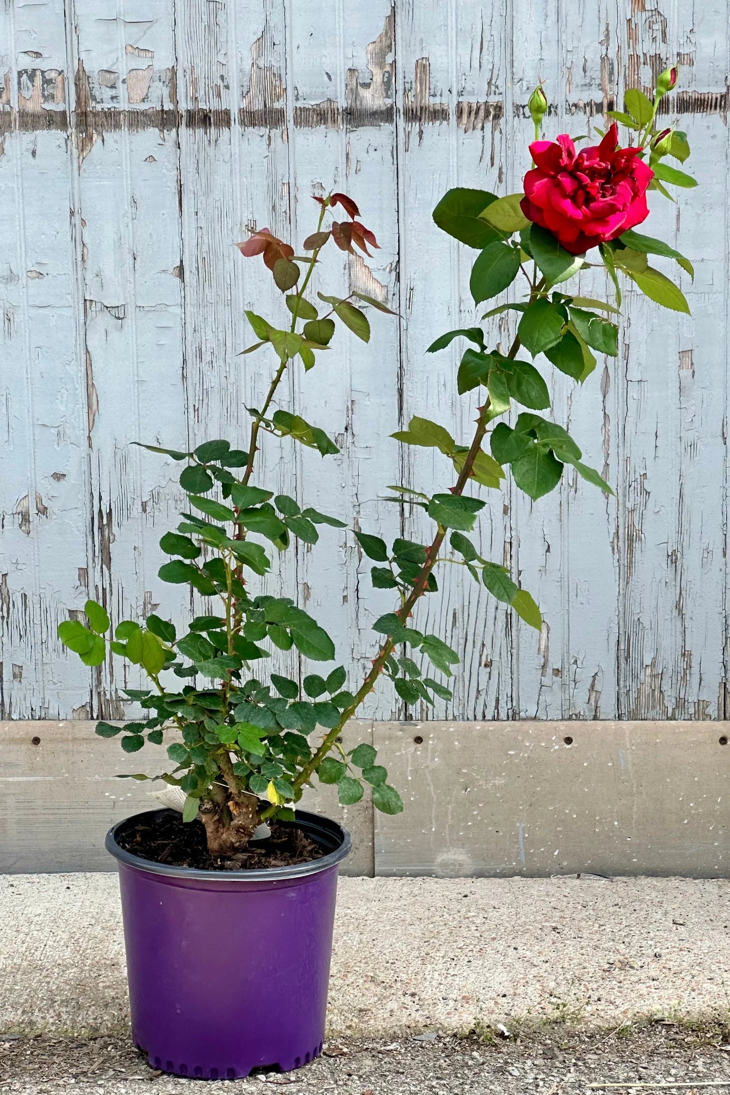 Rosa ‘Oklahoma’ (Hybrid Tea Rose)