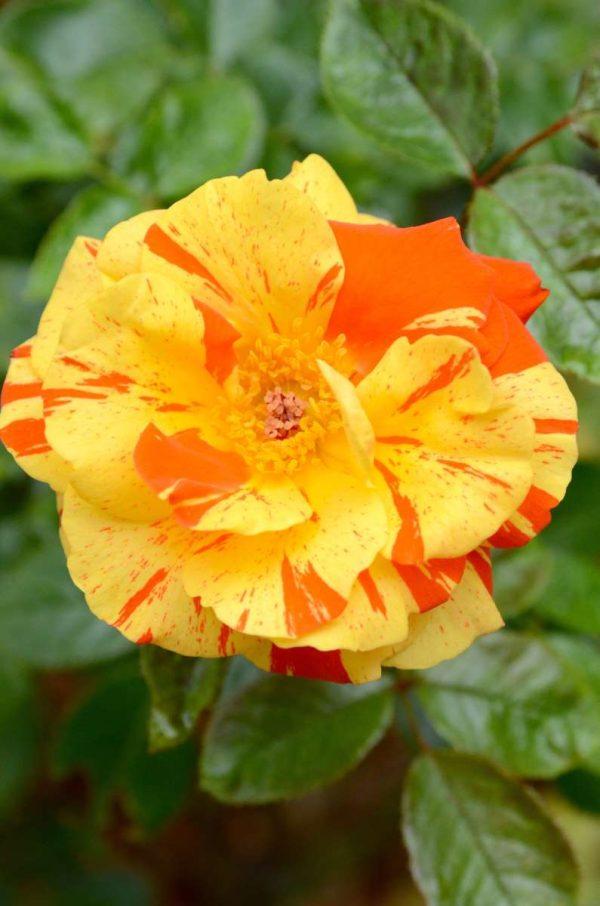 Rosa 'Oranges and Lemons' (Floribunda Rose)