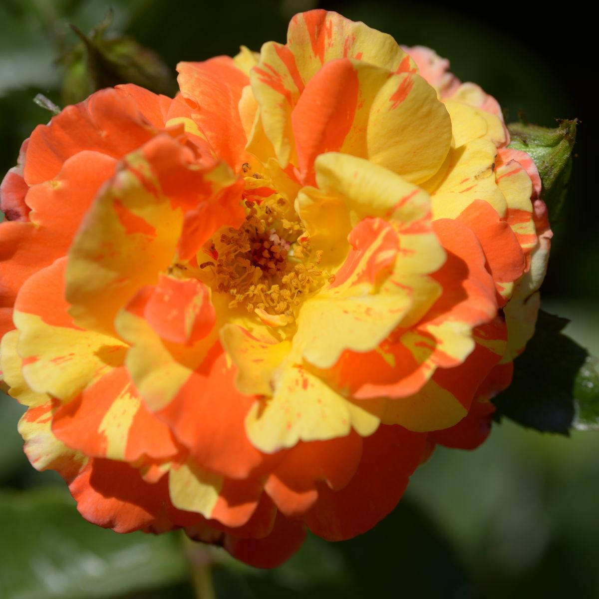 Rosa 'Oranges and Lemons' (Floribunda Rose)
