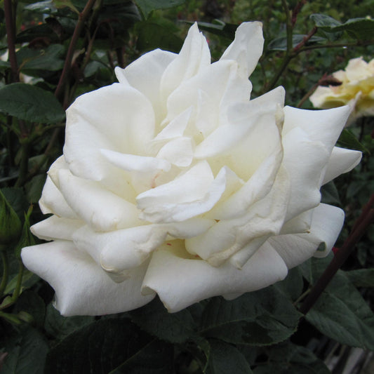 Rosa ‘Pascali’ (Hybrid Tea Rose)