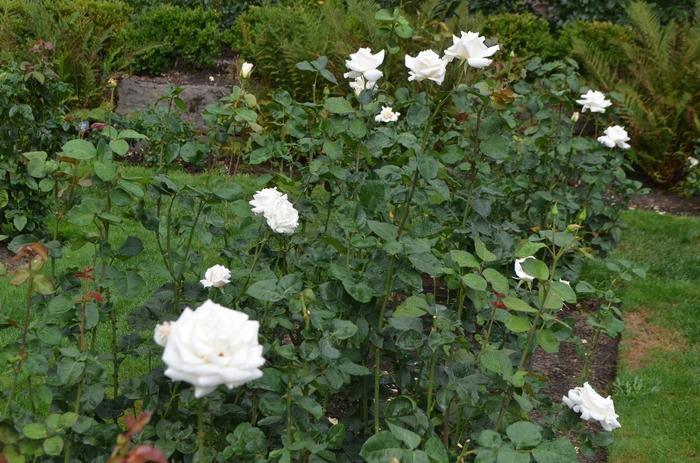 Rosa ‘Pascali’ (Hybrid Tea Rose)