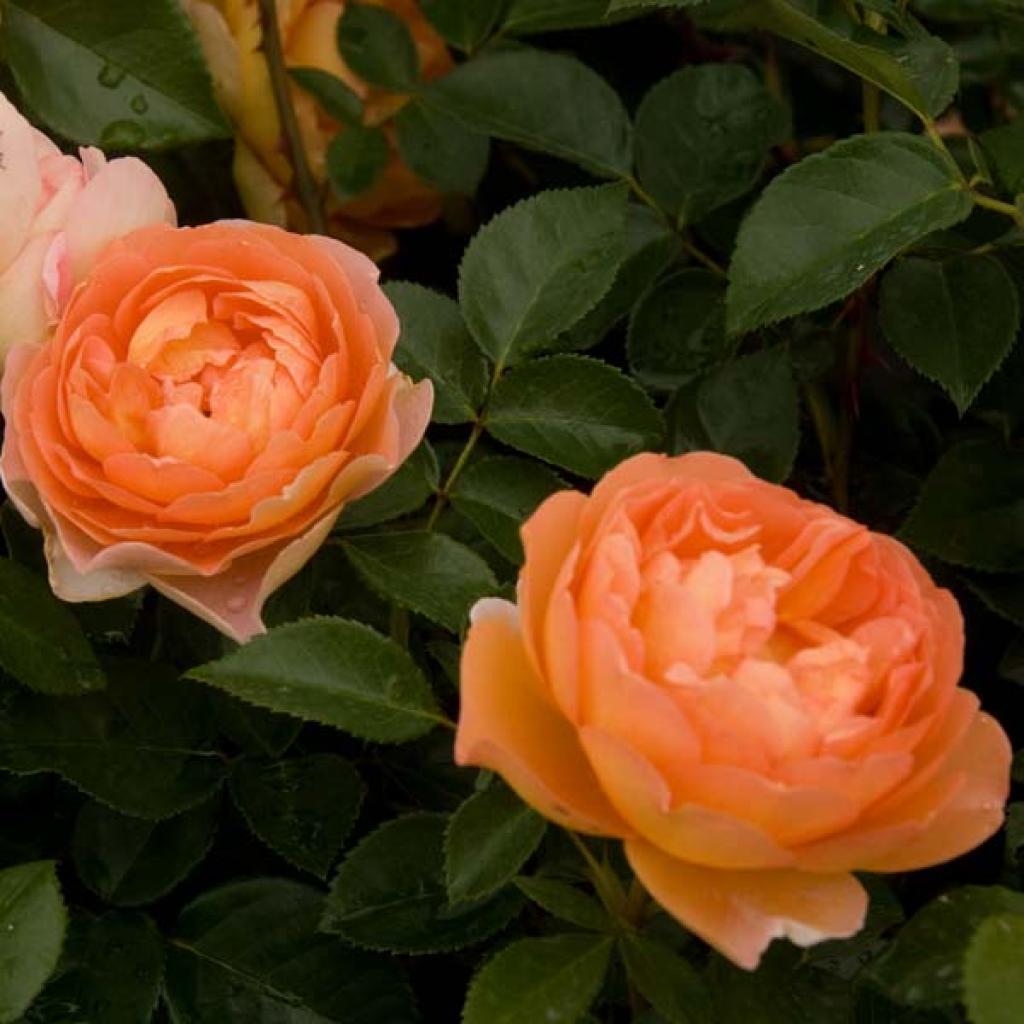 Rosa ‘Pat Austin’ (Pat Austin English Shrub Rose)