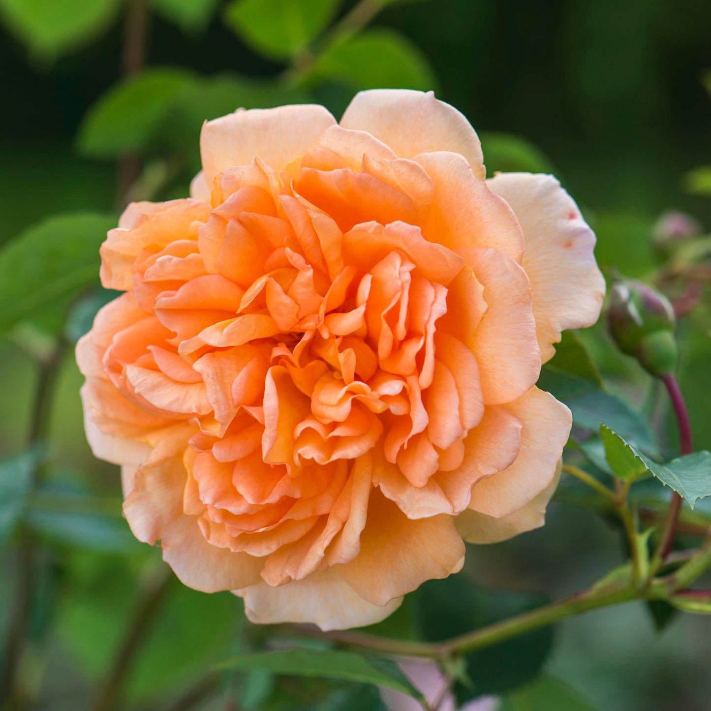 Rosa ‘Pat Austin’ (Pat Austin English Shrub Rose)
