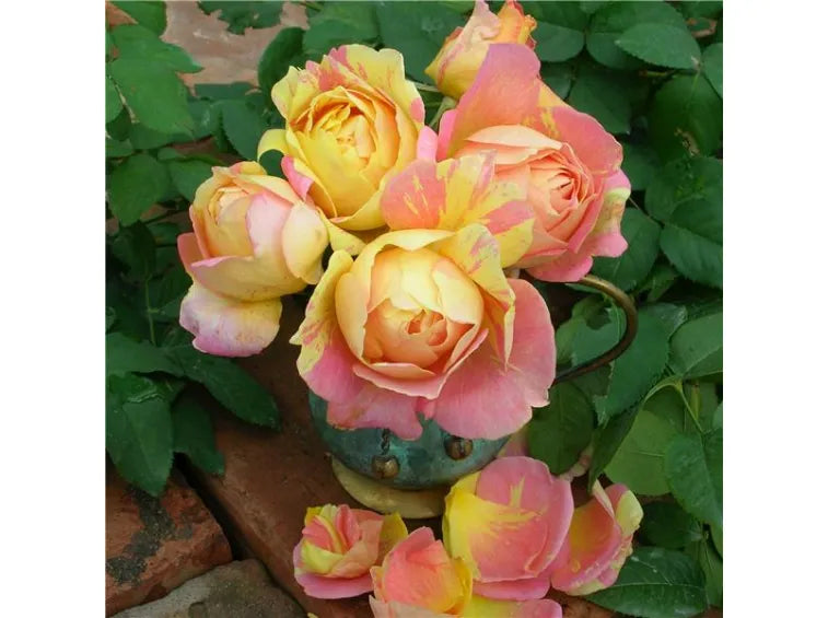 Rosa ‘Paul Cezanne’ (Delbard Rose Collection)