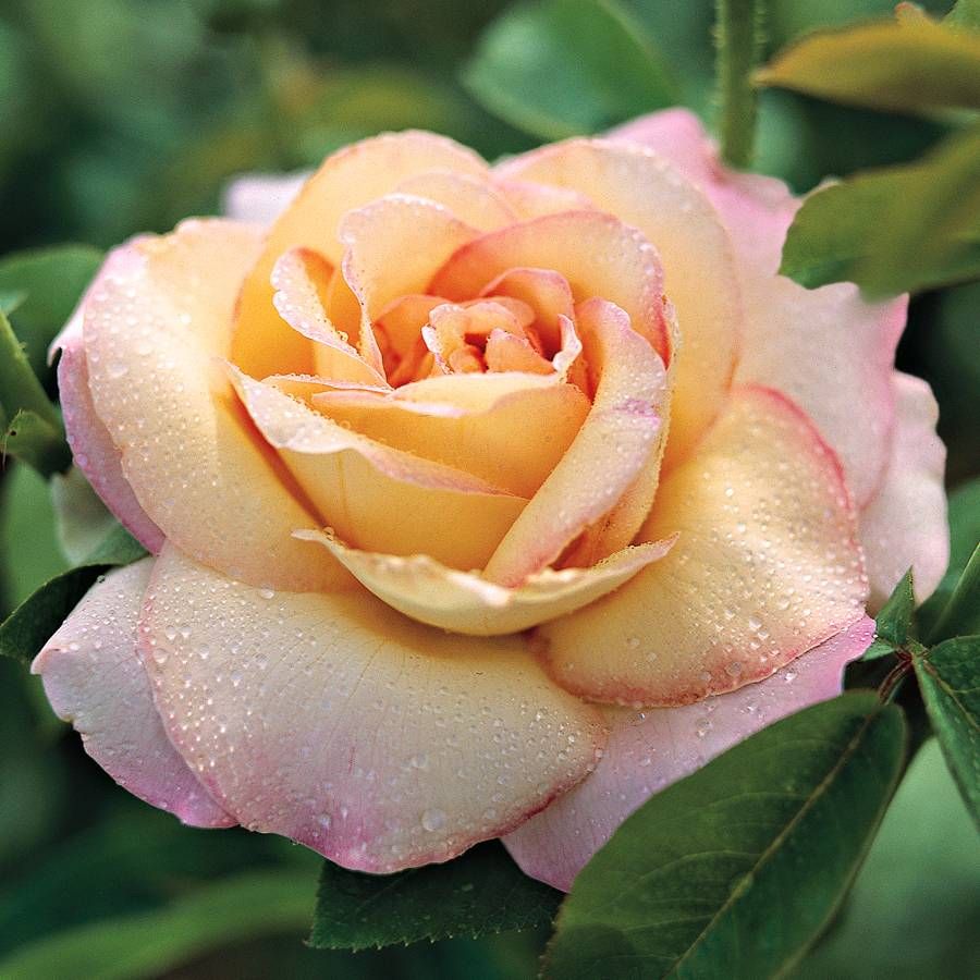 Rosa 'Peace' (Peace Hybrid Tea Rose)
