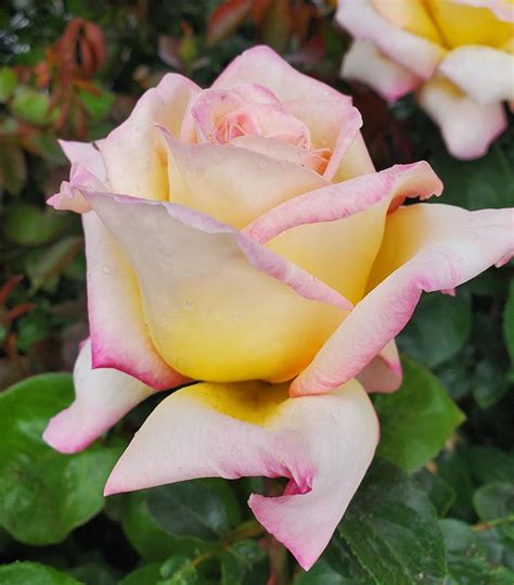 Rosa 'Peace' (Peace Hybrid Tea Rose)