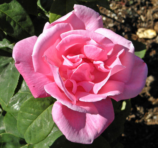 Rosa ‘Perfume Delight’ (Hybrid Tea Rose)