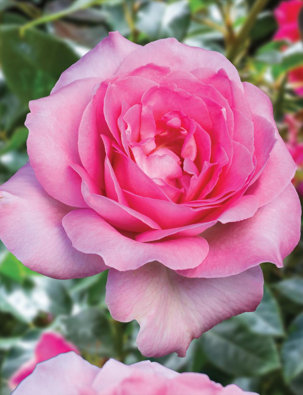 Rosa ‘Perfume Passion’ (Hybrid Tea Rose)