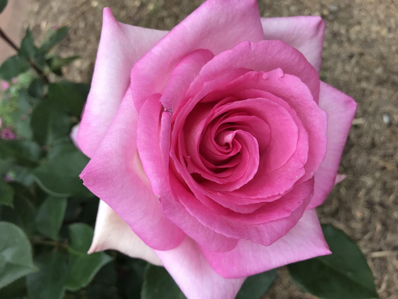 Rosa ‘Perfume Passion’ (Hybrid Tea Rose)