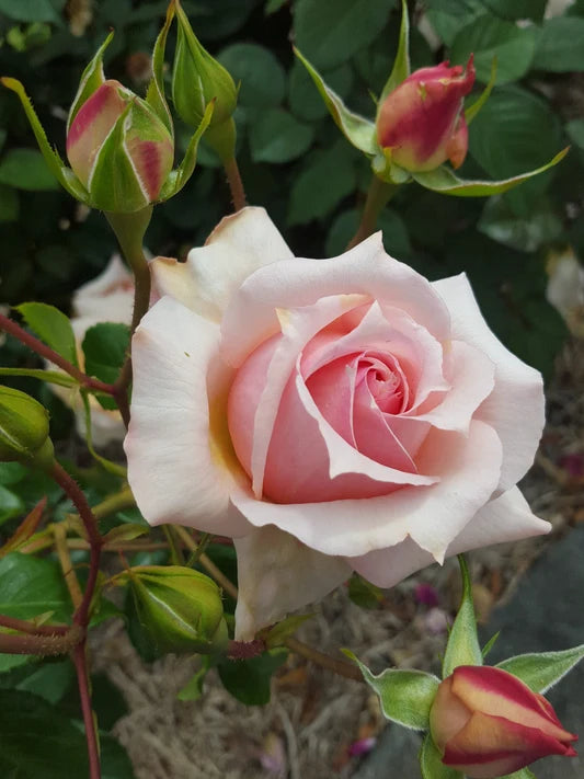 Rosa ‘Pink Kardinal’ (Pink Kardinal Hybrid Tea Rose)