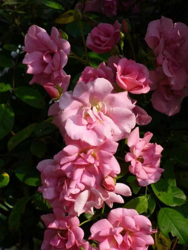 Rosa ‘Pinkie’ (Pinkie Weeping Rose) Standards