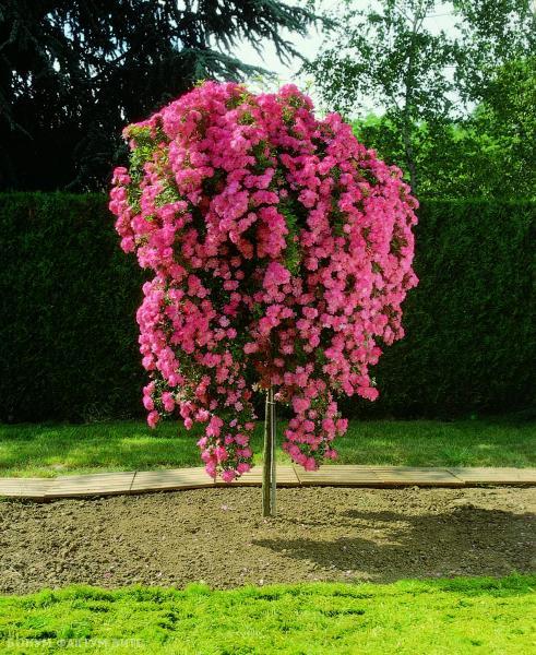 Rosa ‘Pinkie’ (Pinkie Weeping Rose) Standards