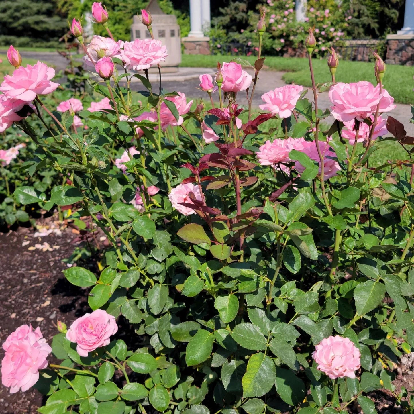 Rosa 'Queen Elizabeth' (Queen Elizabeth Grandiflora Rose)