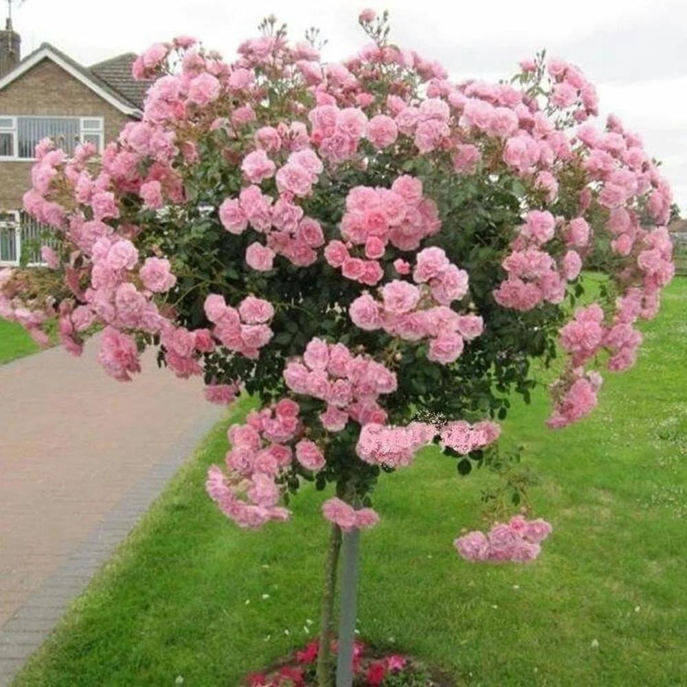 Rosa ‘Renae’ (Renae Weeping Standard Rose)