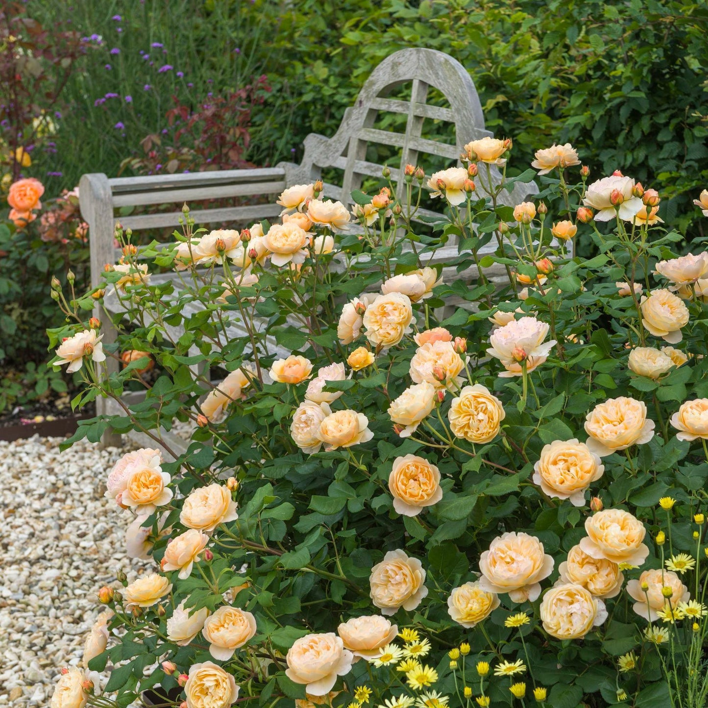 Rosa ‘Roald Dahl™’ (English Rose)