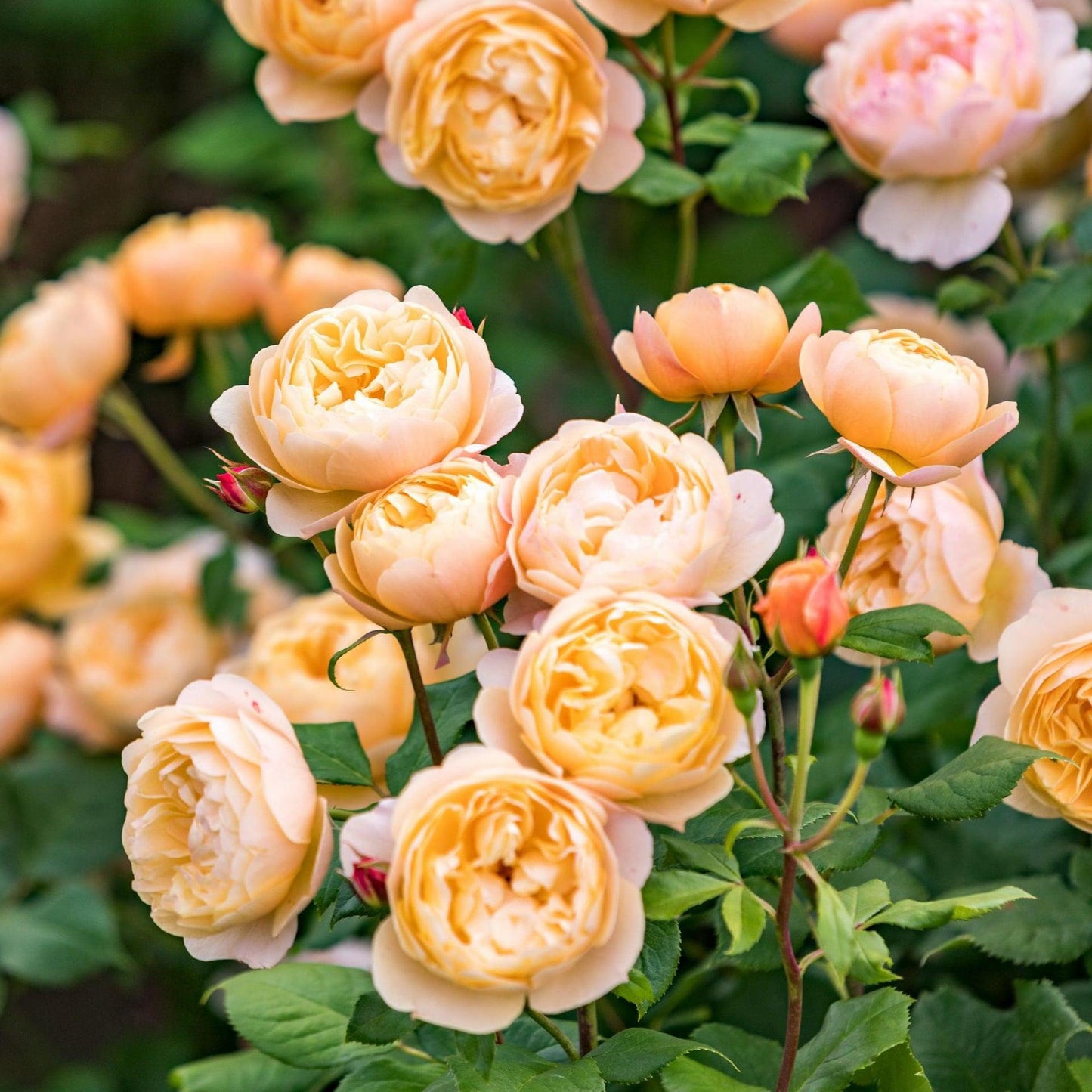 Rosa ‘Roald Dahl™’ (English Rose)