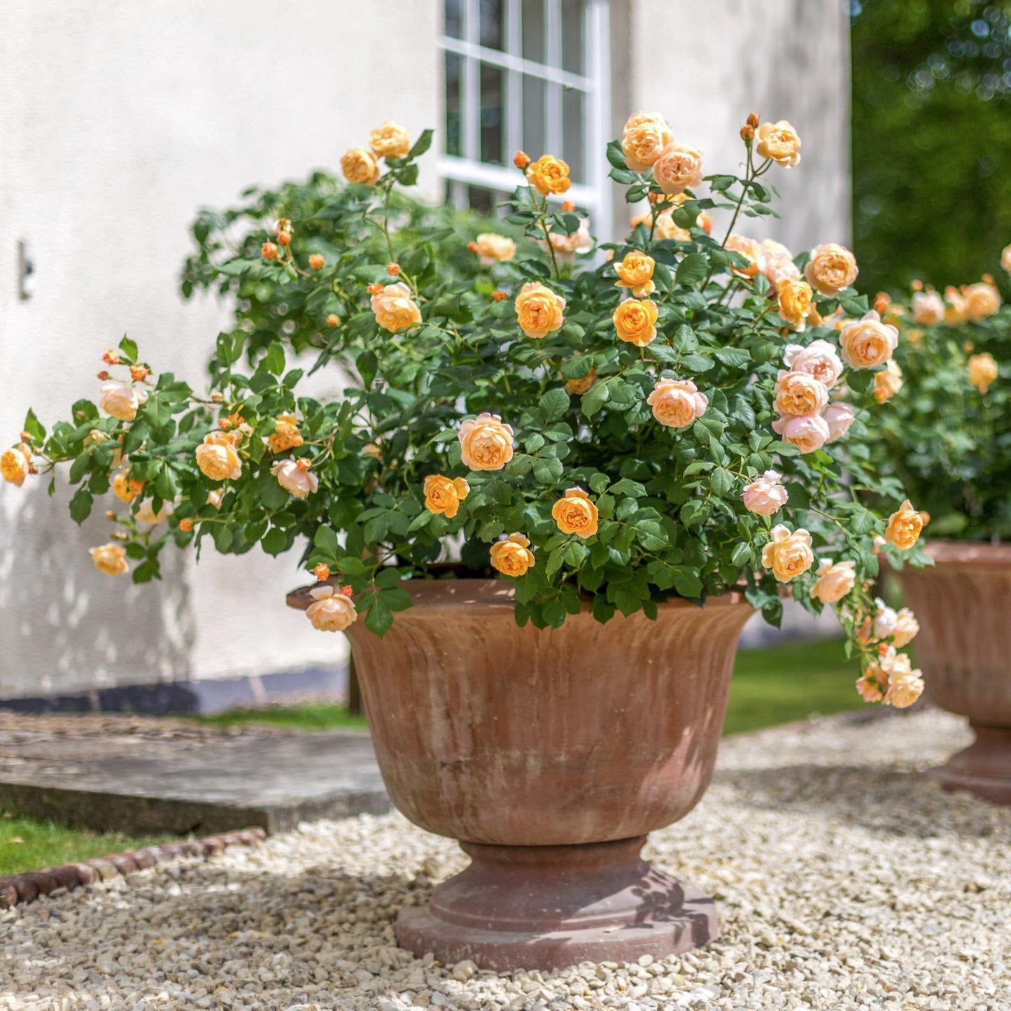 Rosa ‘Roald Dahl™’ (English Rose)