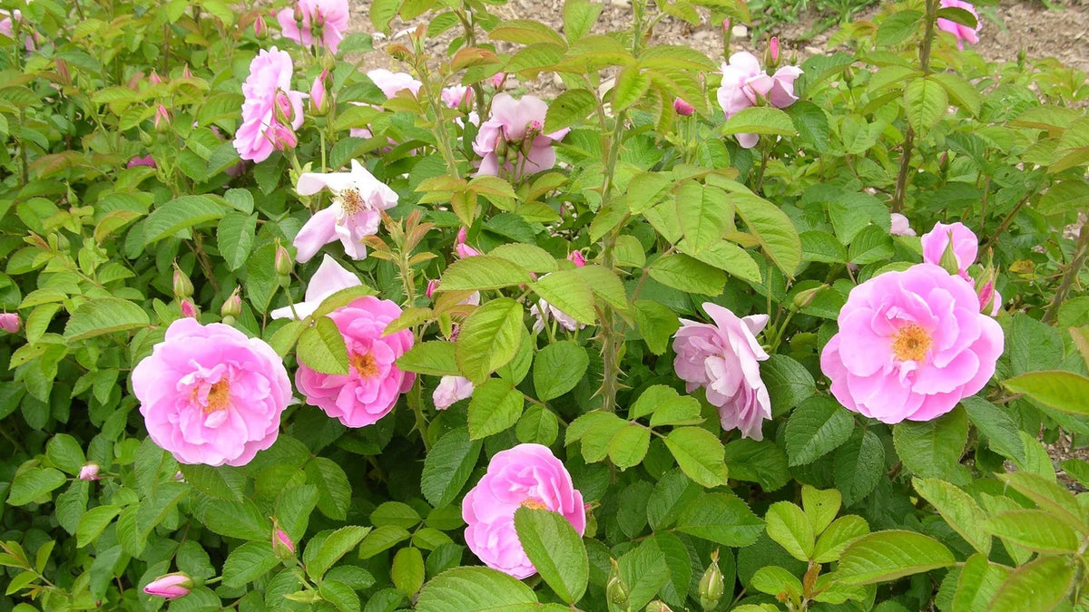 Rosa ‘Sarah Van Fleet’ (Sarah Van Fleet Bush Rose)