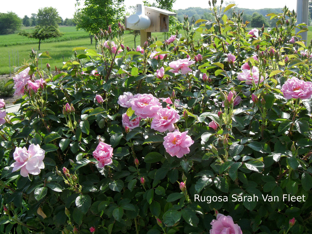 Rosa ‘Sarah Van Fleet’ (Sarah Van Fleet Bush Rose)