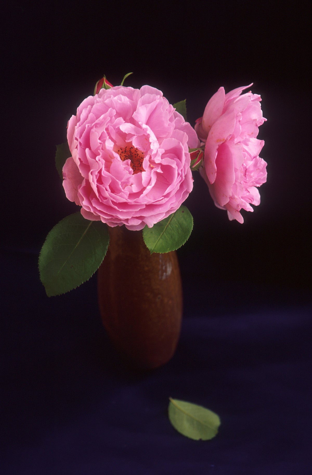 Rosa ‘Sarah Van Fleet’ (Sarah Van Fleet Bush Rose)