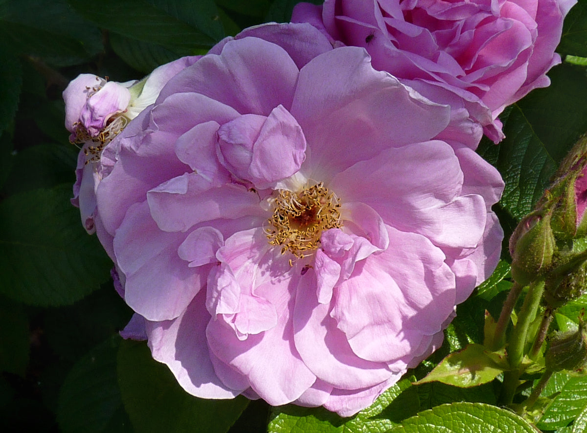 Rosa ‘Sarah Van Fleet’ (Sarah Van Fleet Bush Rose)