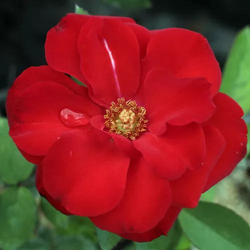 Rosa 'Satchmo' (Satchmo Floribunda Rose)