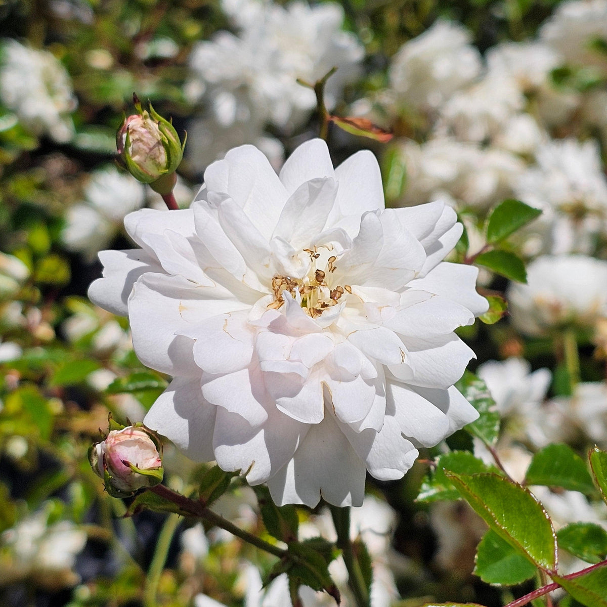 Rosa ‘Sea Foam’ (Weeping Rose) Standards