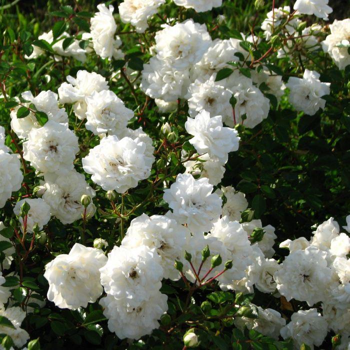Rosa ‘Sea Foam’ (Weeping Rose) Standards