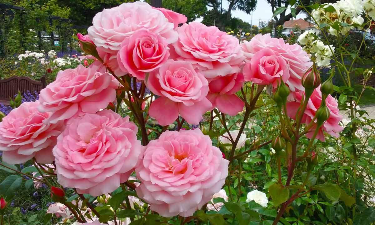 Rosa 'Sexy Rexy' (Sexy Rexy Floribunda Rose)