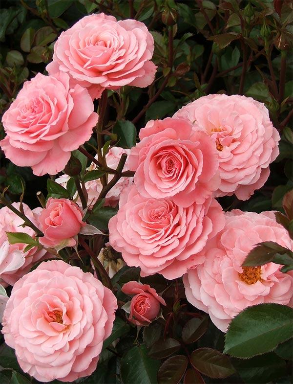 Rosa 'Sexy Rexy' (Sexy Rexy Floribunda Rose)