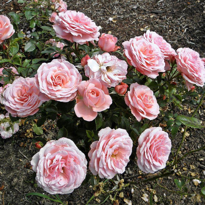 Rosa 'Sexy Rexy' (Sexy Rexy Floribunda Rose)
