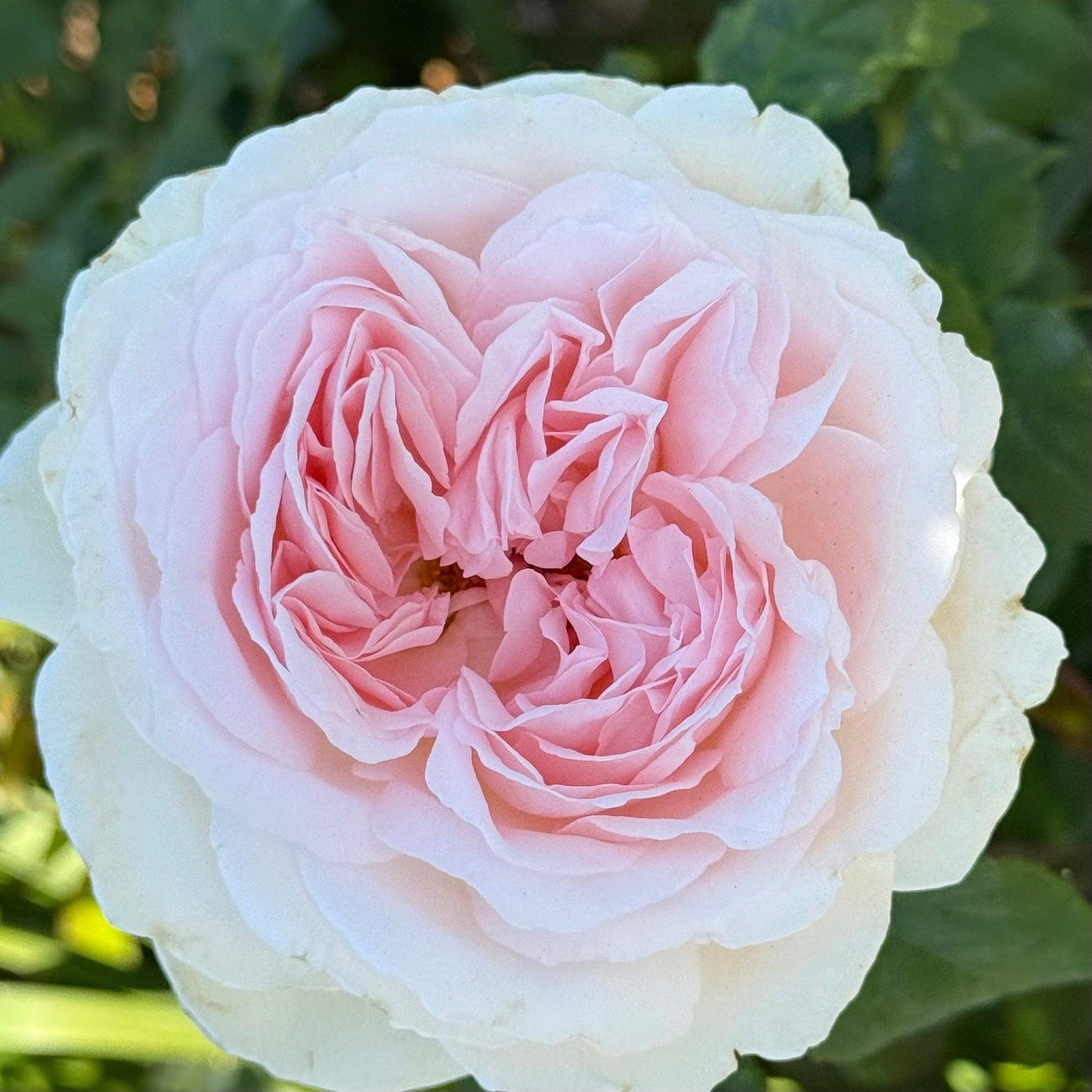 Rosa 'Sexy Rexy' (Sexy Rexy Floribunda Rose)