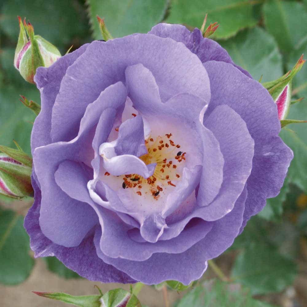 Rosa 'Shocking Blue' (Shocking Blue Floribunda Rose)