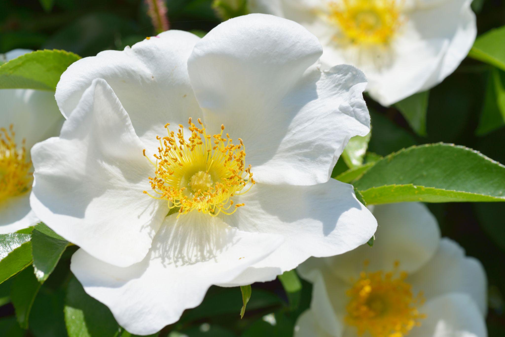 Rosa ‘Sinica Alba’ (Large Single White Climbing Rose)