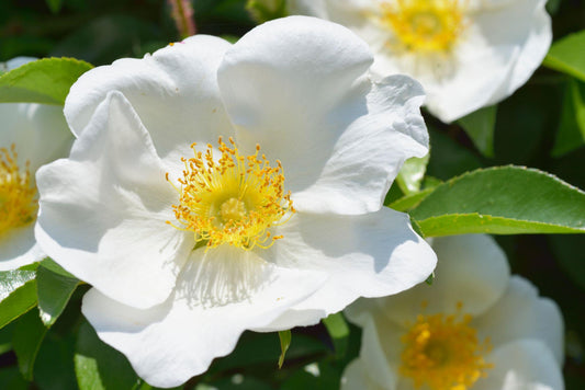 Rosa ‘Sinica Alba’ (Large Single White Climbing Rose)