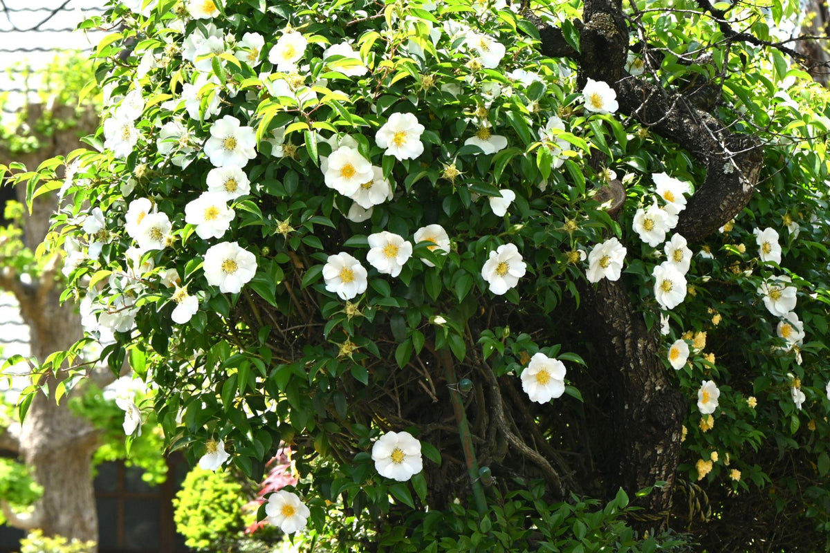 Rosa ‘Sinica Alba’ (Large Single White Climbing Rose)