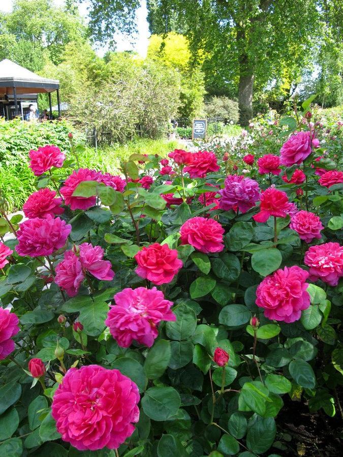 Rosa ‘Sophy’s Rose’